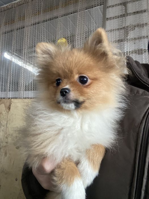 Померанський шпіц