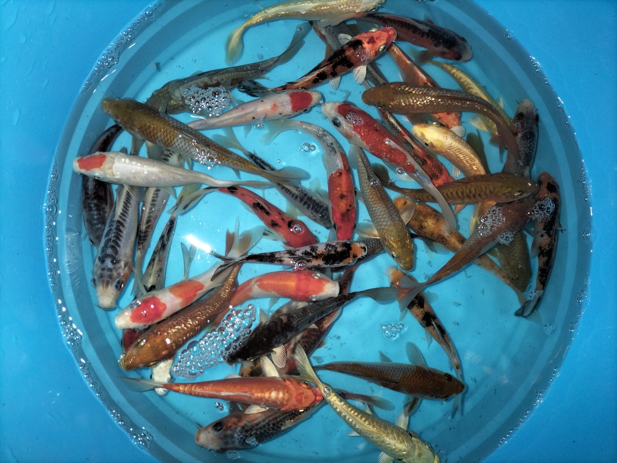 Carpas Koi  + 15 cm