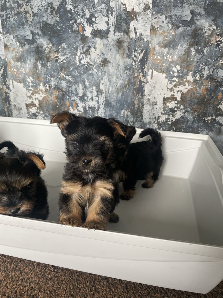 Yorkshire Terrier