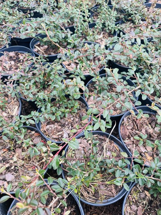 Irga Ursynów płożąca