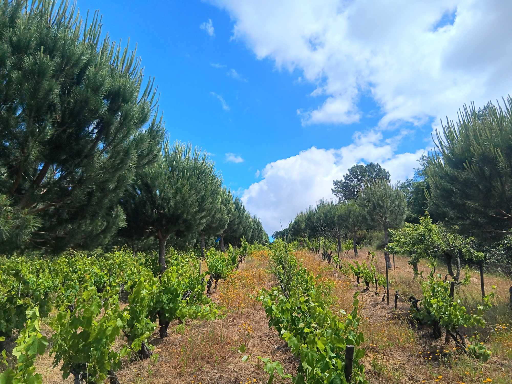 Terreno agrícola com pinhal manso, vinha e árvores de fruto