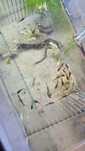 Ancistrus SP e Gold