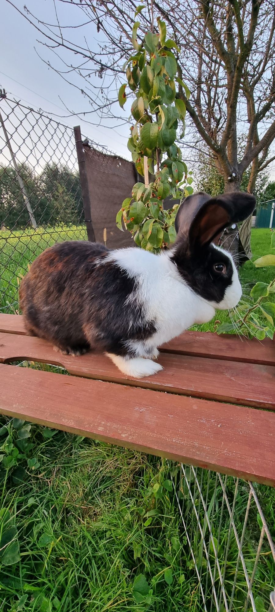 Sprzedam młode, 9- miesięczne samice, waga 6 kg!