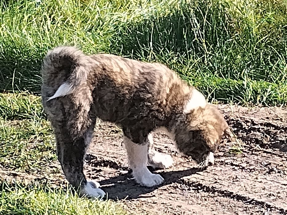 Szczeniak Japońska Akita Inu