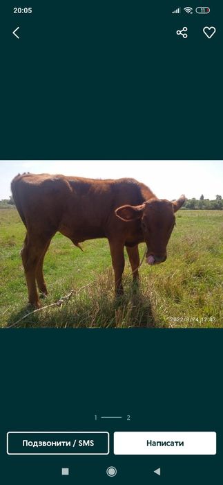 Продам бичка на утримання