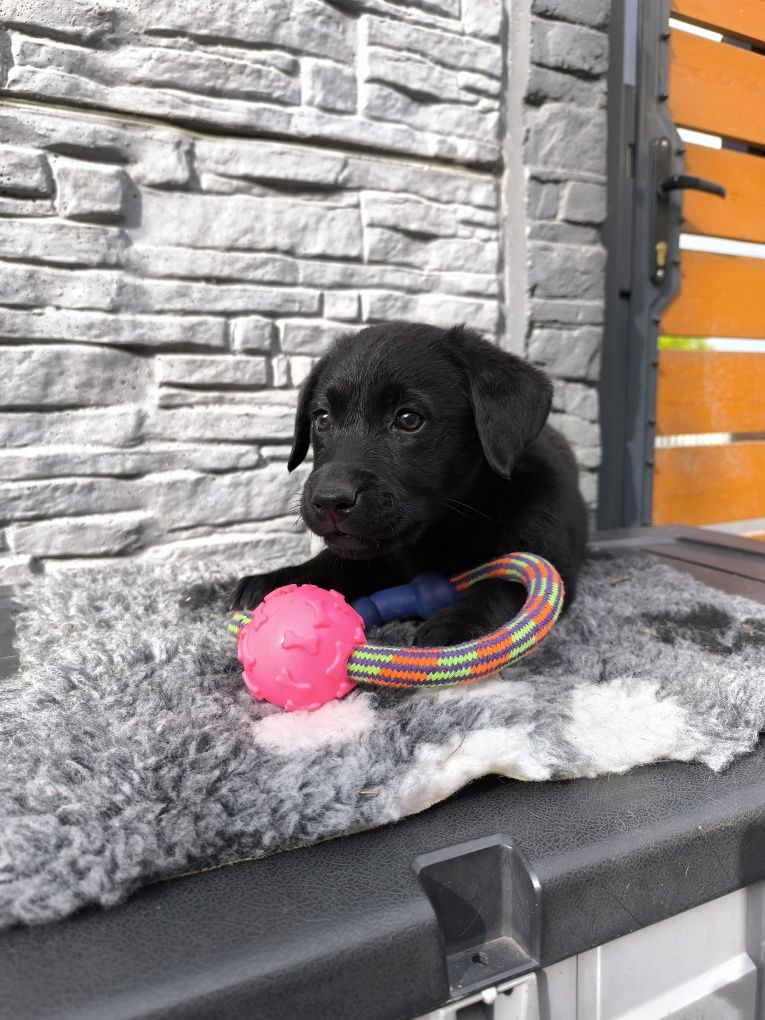 Labrador Retriever czarny Sid gotowy do odbioru