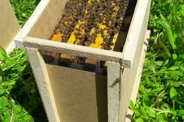 Бджолопакети 2023