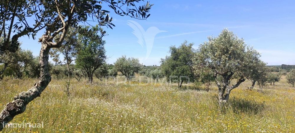 Terreno em Tolosa, Nisa