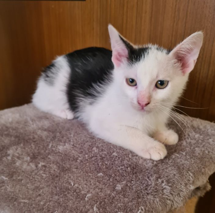 Oddam kocurka za darmo