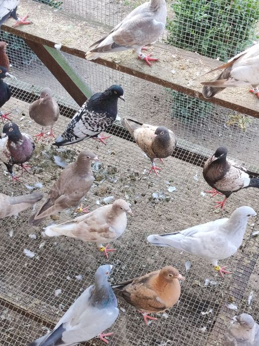 Gołębie pocztowe opal