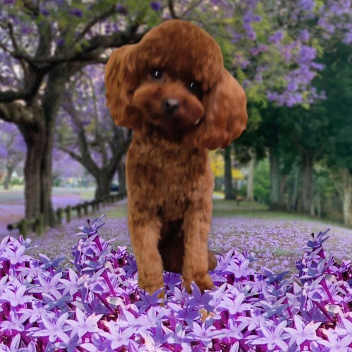 Śliczna suczka Pudel Toy Red