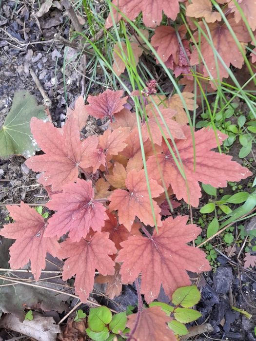 Гейхери со своего сада