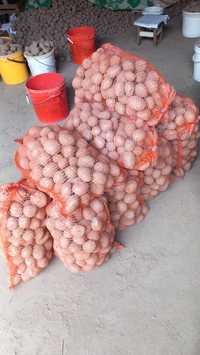 Ziemniaki Vineta Bellarosa