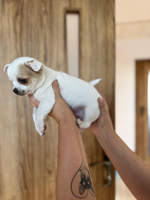 Malutki chihuahua
