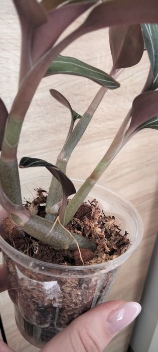 Дорогоцінна орхідея людізія