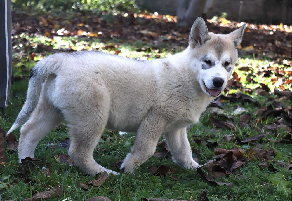 Alaskan Malamute piesek szczeniak NANU