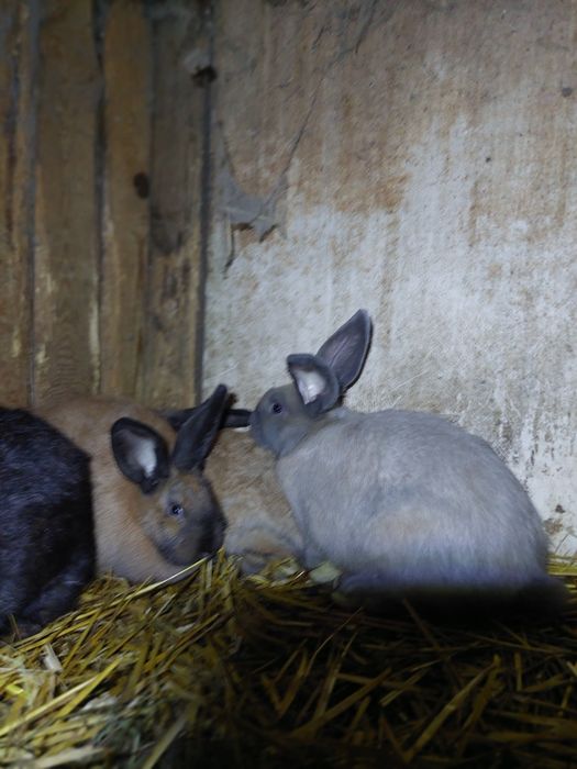 Kroliki dorosłe samice