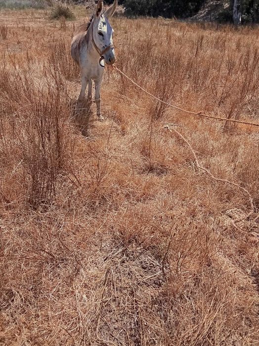 Burros bem a montados