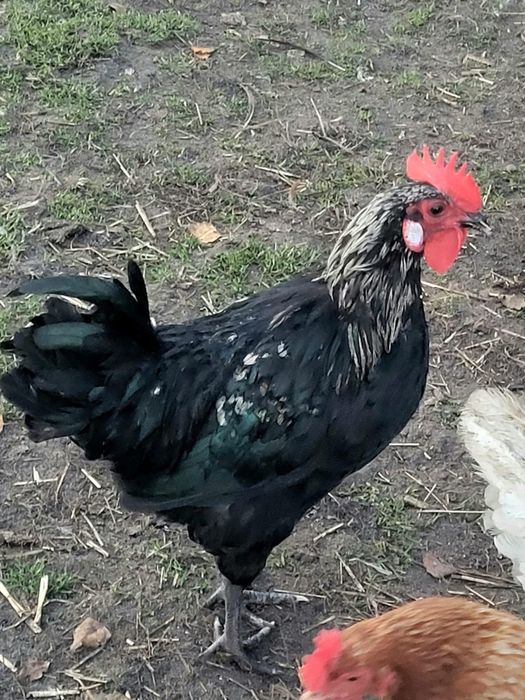 Koguty z własnej hodowli