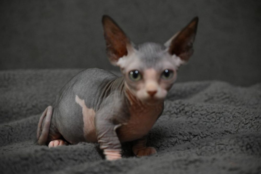 Бамбино.Канадский сфинкс.