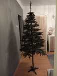 Choinka na pniu 150cm
