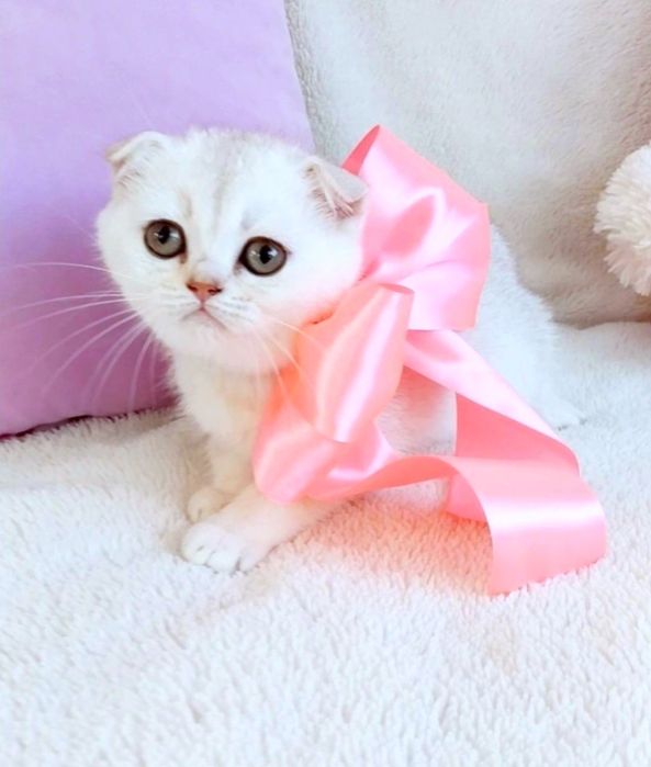 Чарівна крихітка Зеленоока Шотландочка