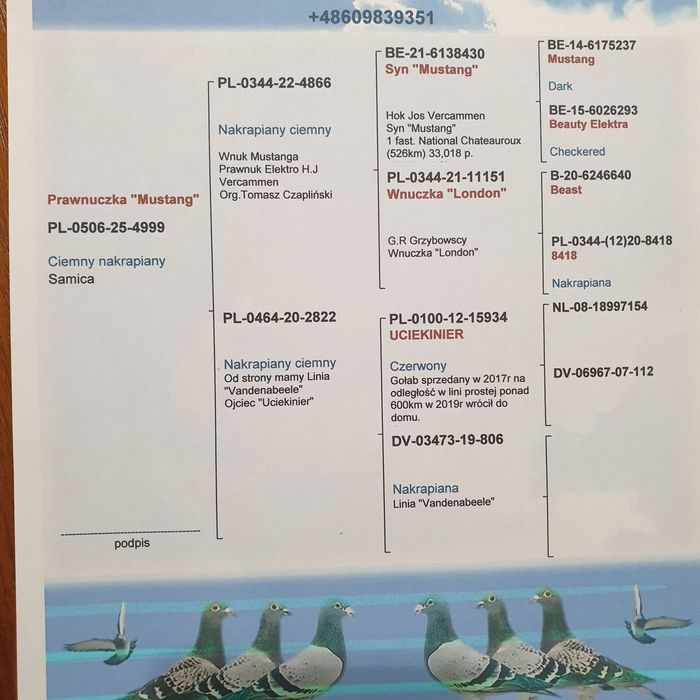 Gołębie młode linia Mustang