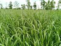 ВИСОКА ПРОДУКТИВНІСТЬ! Насіння кормових трав кормові трави тимофіївка