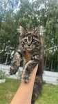 Kotka Maine Coon do rezerwacji FPL