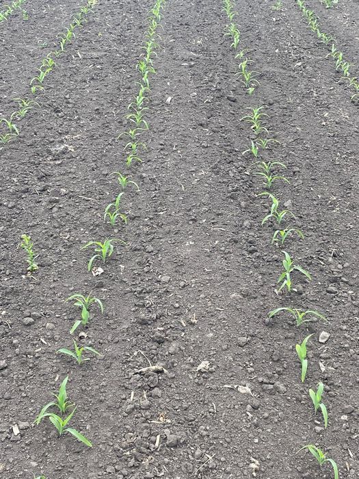 Кукуруза пионер р9042