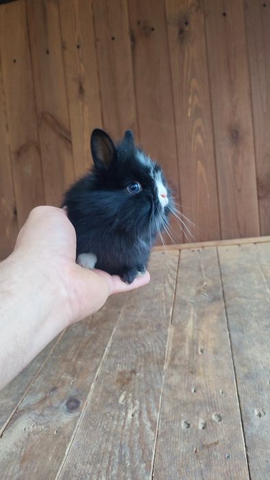 Królik króliki miniaturka miniaturki Teddy