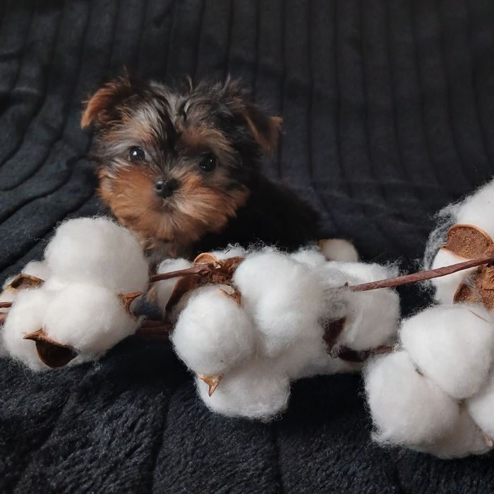 Щенки йоркширского терьера девочка