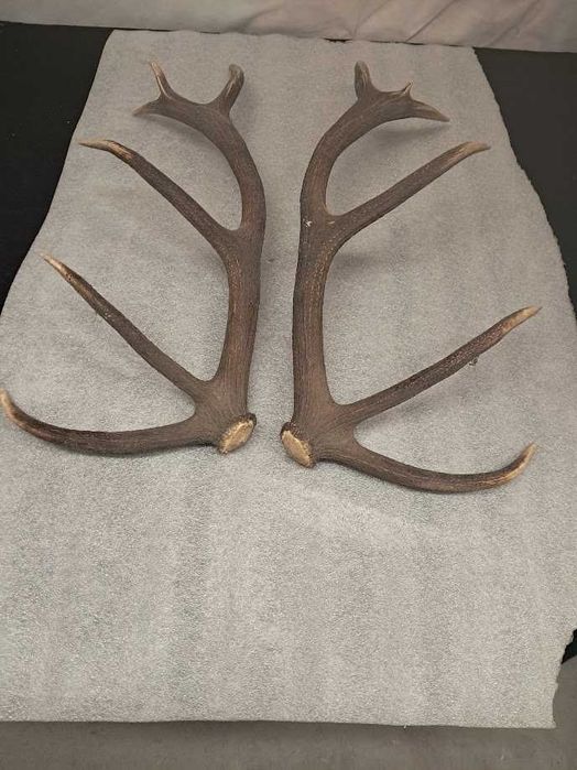 Poroże jelenia 90 x 35 cm  komplet 3.1 kg