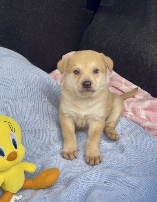 Цуценятка безкоштовно у відповідальні руки