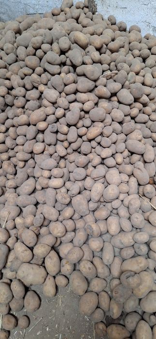 Ziemniaki denar 10 ton
