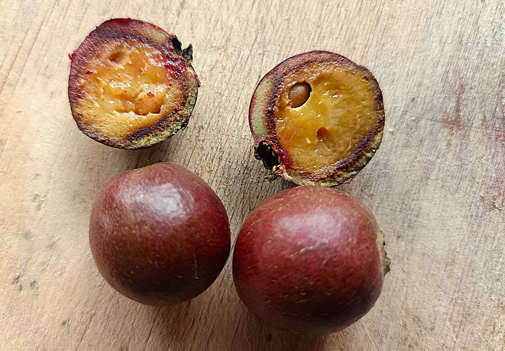 Araça Icica - Psidium Rufum