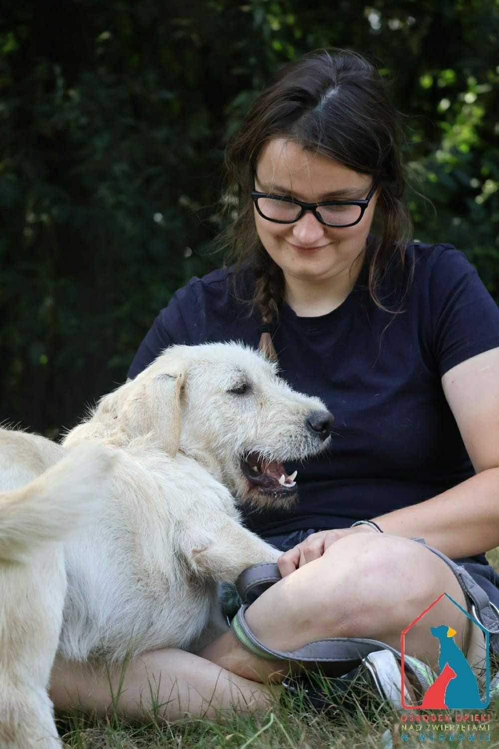 PIĘKNY, MŁODY pies pełen miłości i oddania, lubi koty - adoptuj