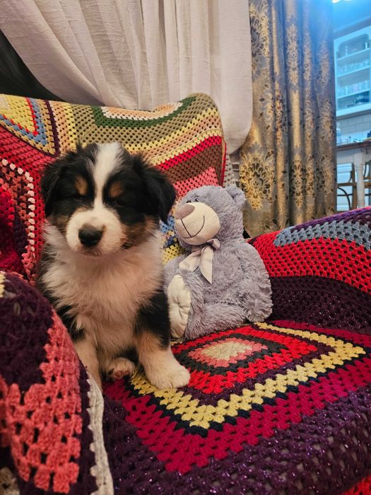 Owczarek Australijski (AUSSIE) - Black tri -  ZKwP - FCI