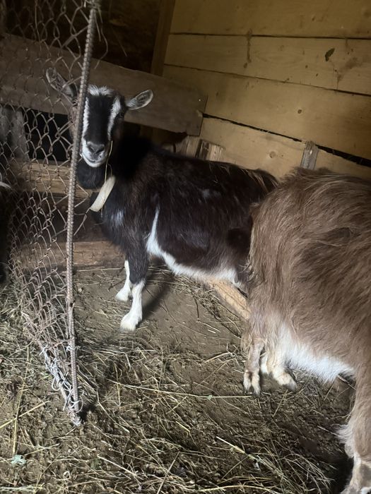 Продам чотири кози