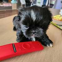 Shih tzu sunia,do odbioru