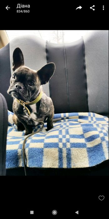 Продам  у добрі руки тільки в люблячу родину не на привязь