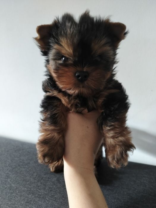 Yorkshire terrier