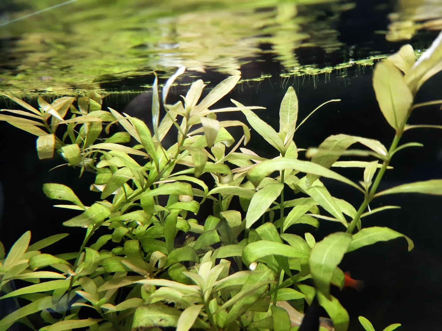 Roślinki do akwarium Hygrophila polysperma