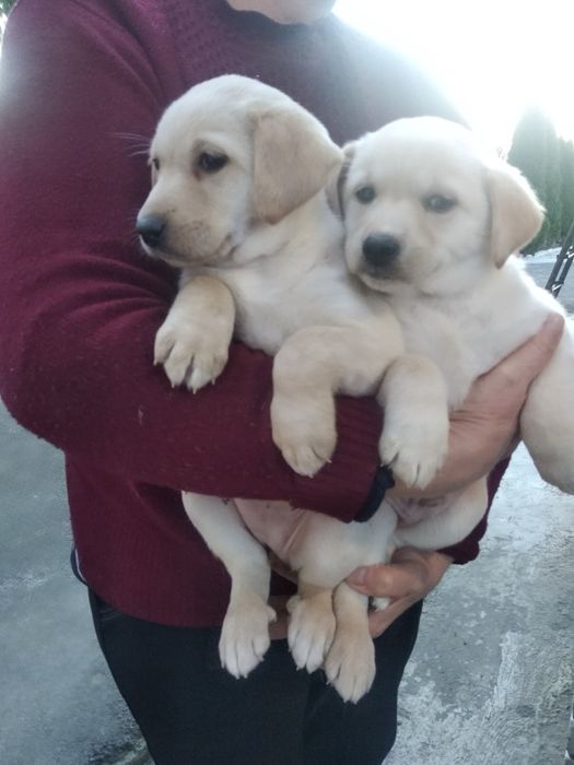 Продам цуценят Лабрадорів
