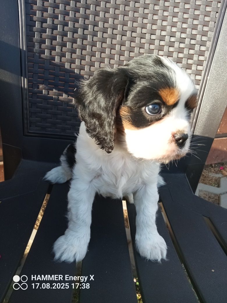Cavalier King Charles spaniel, suczka