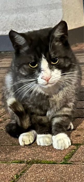 Kotek w centrum miasta