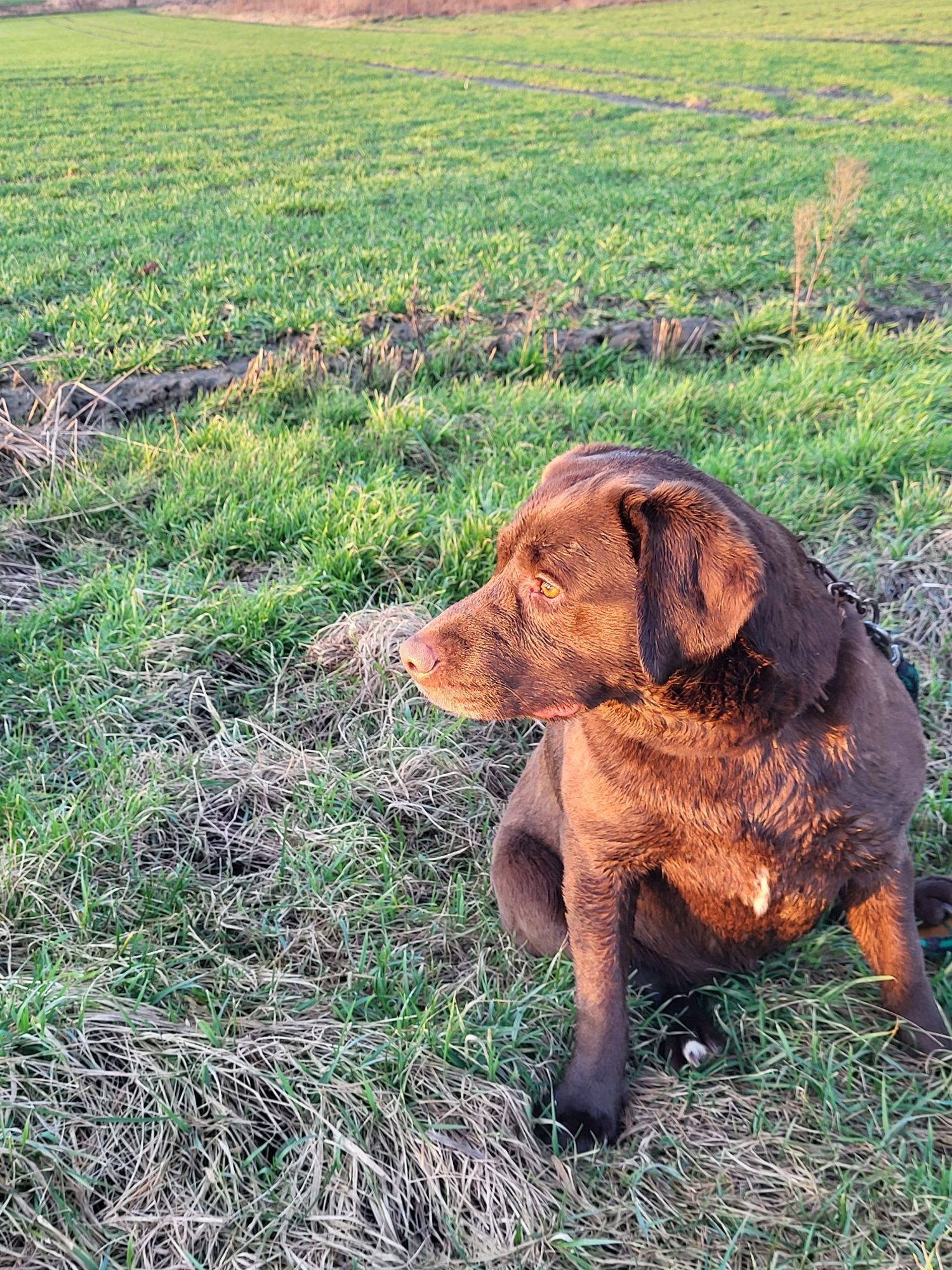 Labrador retriever