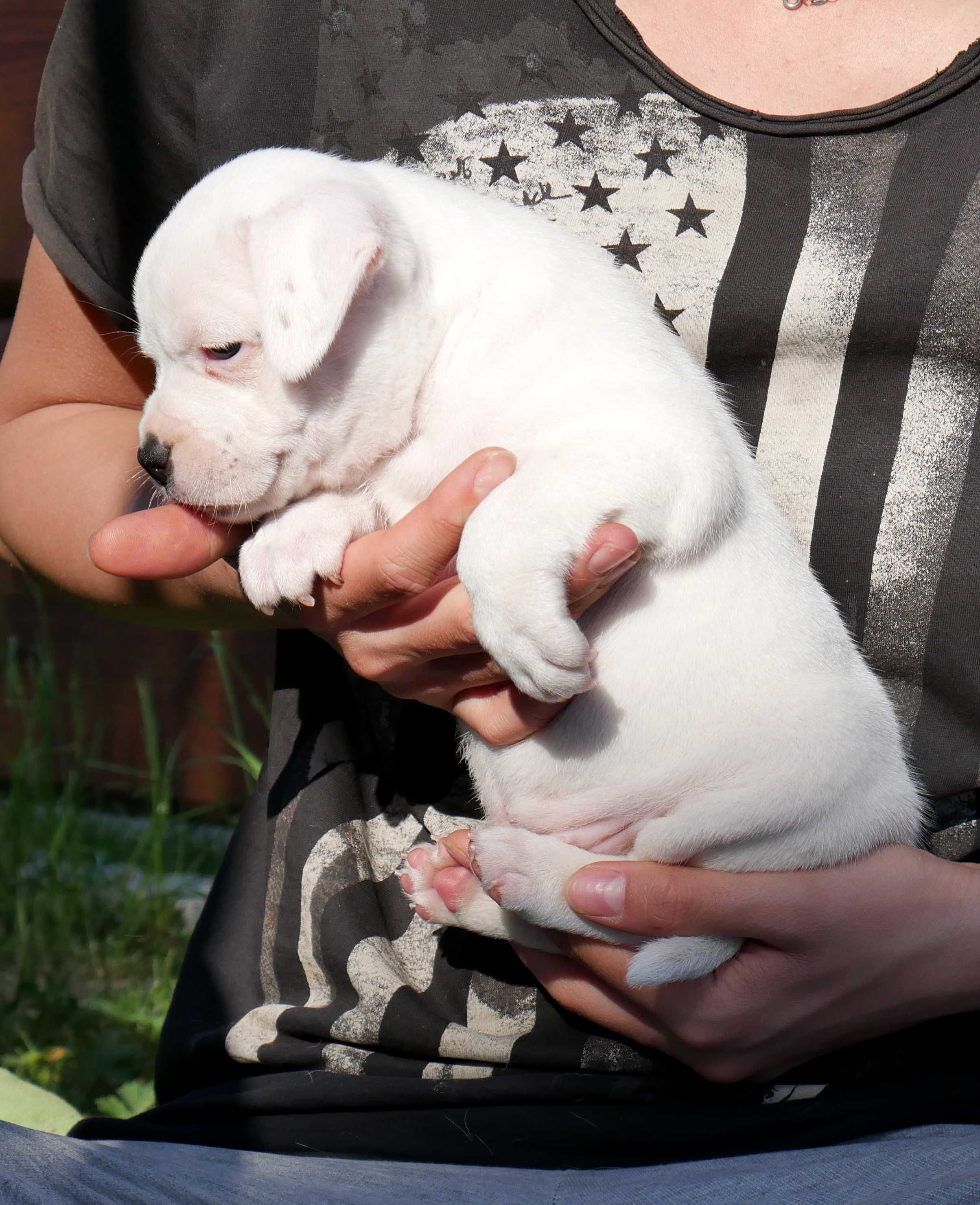 Staffordshire Bull Terrier ZKwP , Staffik FCI, piękna biała SUCZKA - 4