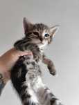 2 gatinhas lindas para adopção