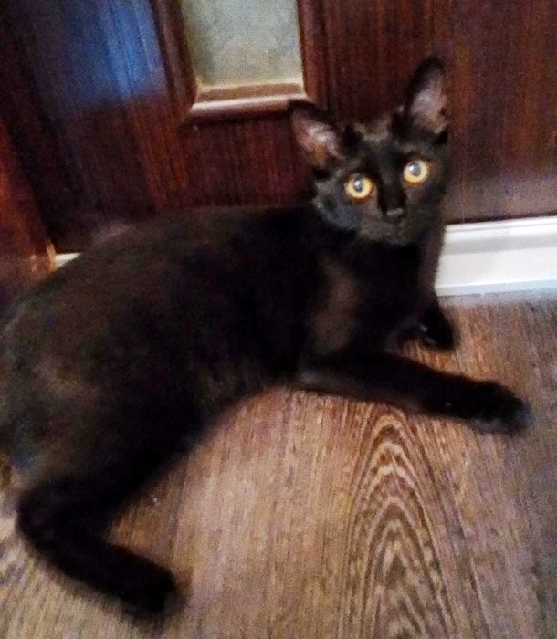 Зникла чорна кішка